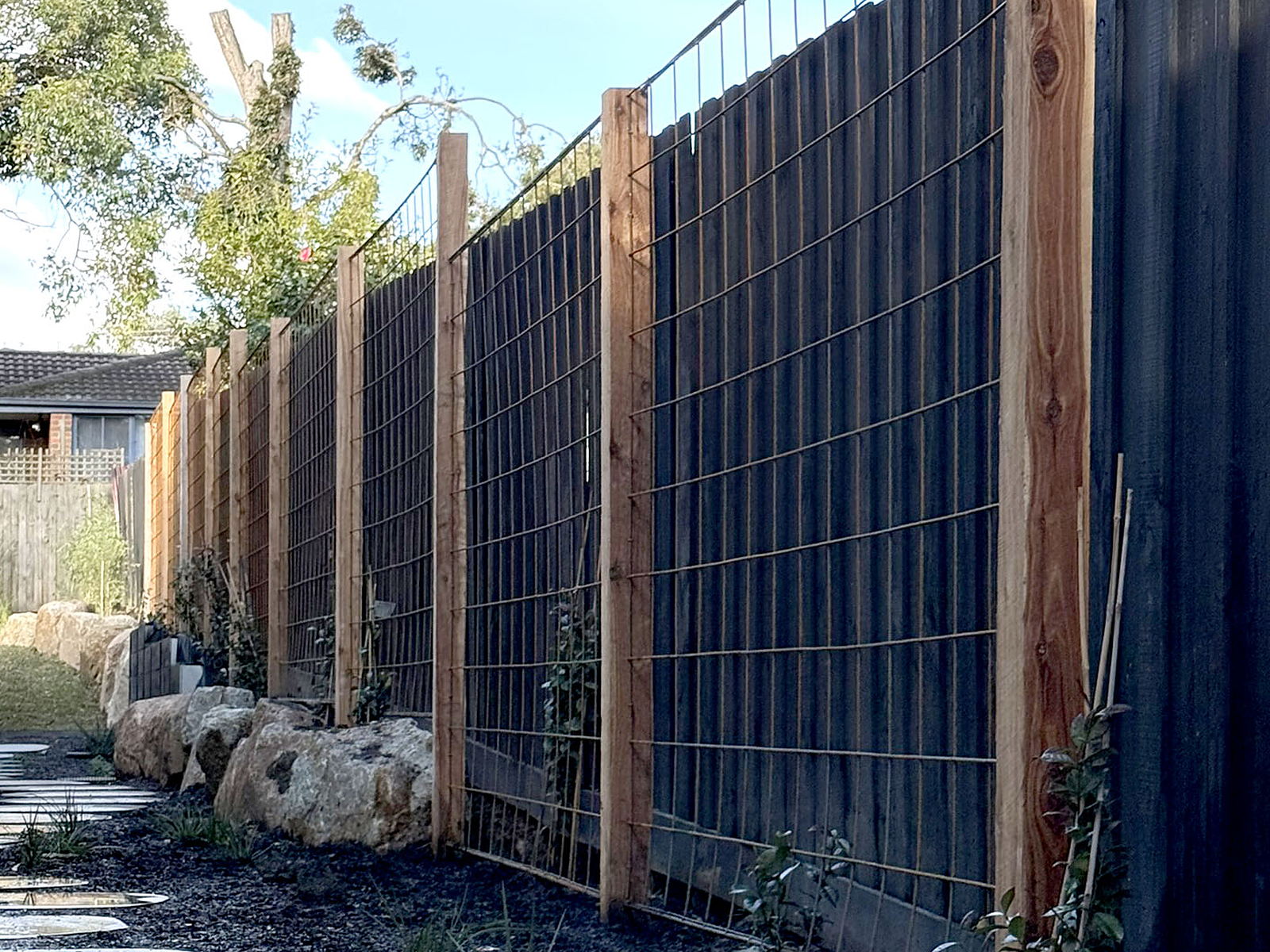 Hardwood and wire jasmine trellis screens running along a boundary fence in Forest Hill, with young jasmine planted at the base